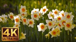 Daffodil Flowers 4K UHD Video Relaxation for Stress Relief - (2 hours) Nature Sounds