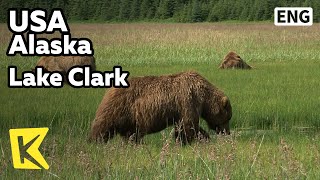 【K】USA Travel-Alaska[미국 여행-알래스카]클라크호 국립공원의 야생 곰/Wild Bear/Lake Clark National Park