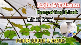 Kunci Sukses Tanam Anggur‼️Telaten & Rajin Semprot Fungisida & Insektisida