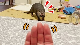 口笛を吹くとやって来る！カワウソのビンゴさん｜Otter Bingo\u0026Belle answer to daddy’s whistle