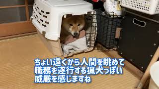 柴犬そら君　地震が怖いから自らクレートに入る