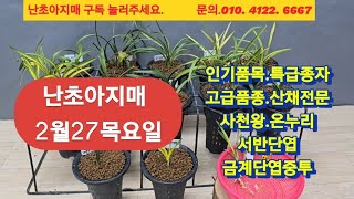 2월27목요일 .사천왕.만물.천종무지.온누리반성.가빈.금계단엽중투.서반단엽 산채출 단엽중투