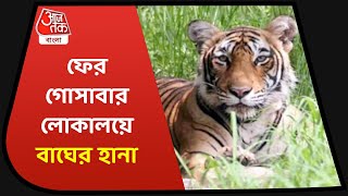 Gosaba Tiger Attack | ফের গোসাবার লোকালয়ে বাঘের হানা, আতঙ্কে এলাকাবাসী