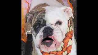 Meet Lucy the Old English Bulldog