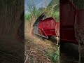 sugarcane harvesting technology😱😱😱 youtubeshorts shortsviral farming technology