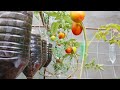 Easy Way To Grow Tomato Plant in Plastic Hanging Bottles | Growing Tomatoes from Seed