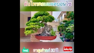 EP 16 ต้นไทรคอมแพคบอนไซ อายุเก่าแก่ 30 ปี