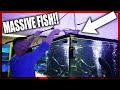 MONSTER FISH moved to HUGE aquarium!!