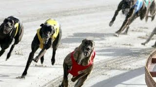 Dogs race turn into ugly fight 😭 | was not expecting that