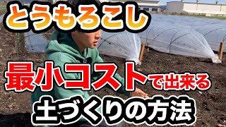 【とうもろこし】肥料高騰 対策！「格安」で育つ「土づくり」の方法！