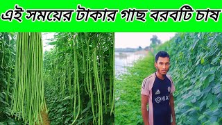 বরবটি চাষ করুন এখনই বরবটি চাষ করার উপযুক্ত সময়