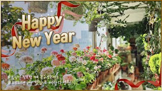 Happy New Year / 2021년 1월 멋님네 베란다정원 / 힐링이 필요할때 꽃구경 오세요