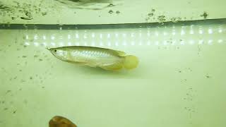 Malaysian Green Arowana