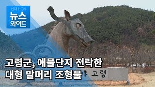 고령군, 애물단지 전락한 말머리상 / 대구경북 현대HCN