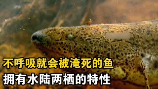 肺魚：我這一生如履薄冰... #一代人有一代人的動物世界 #搞笑 #動物解說￥#動物解說 #animals #animeart #冷知識 #科普 #搞笑 #搞笑 #cute #寵物 #funny