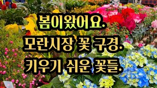 봄을 알려주는#모란시장 꽃들#정말 저렴하네요🌹꽃🌹구경하세요🌱감사합니다 🤗