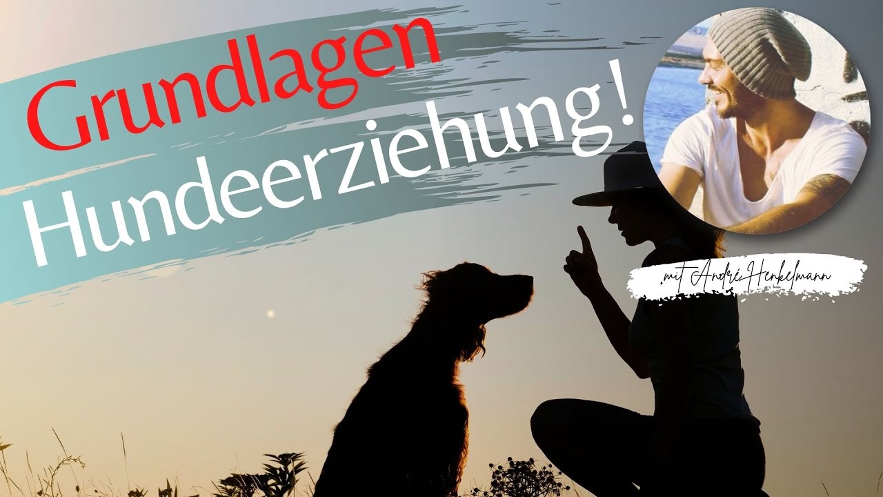 Grundlagen Der Hundeerziehung! Profi-Tipps! - YouTube