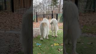 Alain Belle アラン ベル #greatpyrenees #todaysrunrun #グレートピレニーズ #今日のルンルン