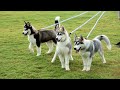 the adorable head tilt reactions of siberian huskies an internet sensation