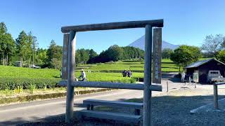 Obuchi Sasaba Tea Planatation,Shizuoka japan🇯🇵