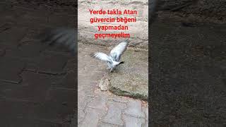 yerde takla Atan efsane güvercin