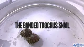 Banded Trochus Snail - Marine Department