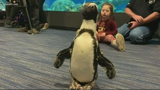 Rosie the penguin shows kids it's OK to be different | Get Uplifted