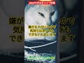 【2025年1月31日カメラ映像】お庭に猫ハウス設置を🙏 外猫の暮らし