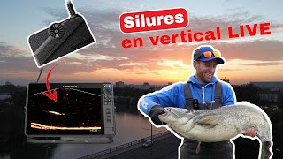 PECHE du SILURE au LIVE en street FISHING