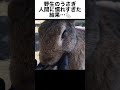 野性のうさぎが人間に慣れ過ぎた結果…