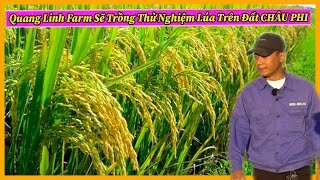 Trồng Lúa Thử Nghiệm Tại Quang Linh Farm - Theo Dõi Chặt Chẽ và Nghiên Cứu Quá Trình Phát Triển