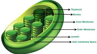 Plastid |The fundamental unit of life |Class9th | Types \u0026 Function of Plastid @VibrantLearning-NV