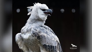 "Rare" harpy eagle arrives at Pittsburgh's National Aviary