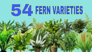 54 FERN VARIETIES