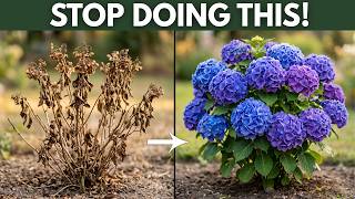 Stop Ruining Your Hydrangeas! 7 Planting Mistakes to Avoid!