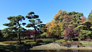 20211201 皇居東御苑　紅葉　ヒレナガニシキゴイ　十月桜