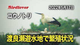 2022年5月17日・渡良瀬遊水地のコウノトリの状況 / 字幕解説付き