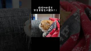 【#萌貓寶寶的日常】2023/11/15 #cat #shorts #貓 #貓咪 #可愛貓 #貓咪日常