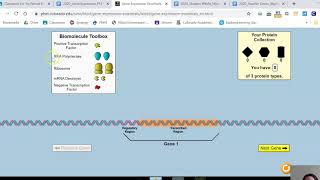 PhET - Gene Expression - How to