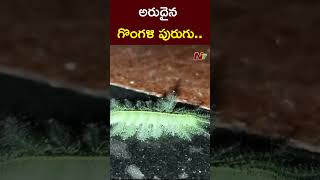 ఆకుపచ్చగా మెరుస్తున్న అరుదైన గొంగళి పురుగు.. | Rare Green Caterpillar | Ntv