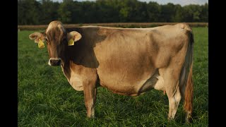 Low-Overhead Dairy Grazing: Financial and Environmental Performance