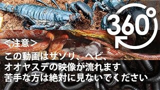 【いきもの目線】ダイオウサソリ、コーンスネーク、タンザニアオオヤスデ（360Lives　/　Emperor scorpion、 Corn snake、 Afirican Giant Milliped）