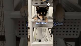 出られなくなっちゃった｜PECO #柴犬 #子柴 #子犬 #柴犬大好き #愛犬家 #子犬のいる暮らし #shiba #puppy #shibainulove #doglover #puppylife