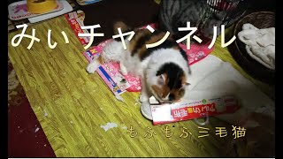 いたずらしまくるもふもふ三毛猫がかわいい！