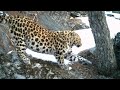 meet the rarest big cats of russia a stunning look at siberia u0026 the far east