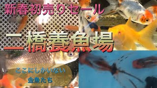 【金魚の新春初売りセール】二橋養魚場(ウォーターサイド)【浜松市の金魚屋】