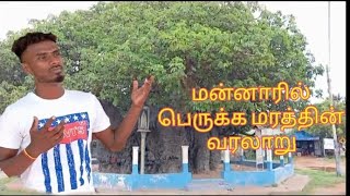 மன்னாரில் பெருக்கமரத்தின் வரலாறு      Mannar peruka maram