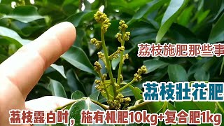 荔枝花穗剛開時，每株施壯花肥：有機肥10-15kg和復合肥1kg  lychee flower  bloom, apply strong flower fertilizer to each plant