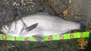 Japanese Blackfin Seabass