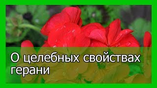 О целебных свойствах герани